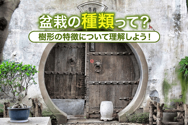 盆栽の種類って?樹形の特徴について理解しよう!