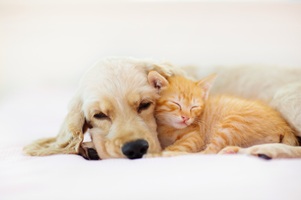 犬猫介護資格講座